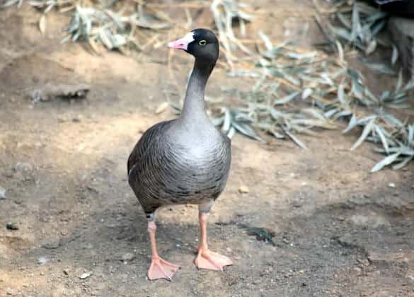 動物図鑑・カリガネ